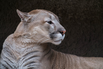Portrait eines Pumas gegen Steinstruktur