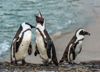 Naklejka premium Mating dance and singing of couple of African penguins during mating season. African penguin ( Spheniscus demersus) also as the jackass penguin and black-footed penguin. Boulders colony. South Africa