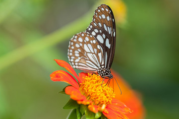 Monarch Butterfly