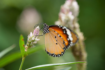 Orange Butterfly Standing on Yellow and Pink Flower
