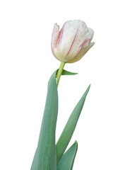 white  tulip