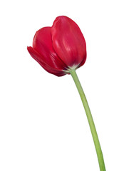 red  tulip