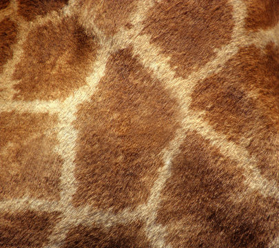 Giraffe Fur