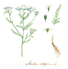 Hand-drawn watercolor botanical illustration of the yarrow plant, flowers, leaves and root. Milfoil drawing isolated on the white background. Medical herbs illustration - 120847093