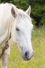 Obraz na płótnie Canvas White horse on the meadow.