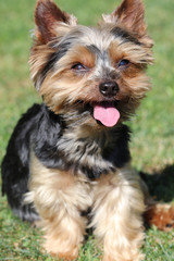 Yorkshire Terrier