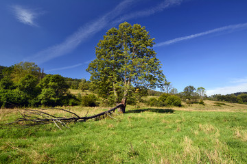 Fototapeta na wymiar drzewo na polanie ze złamanym konarem