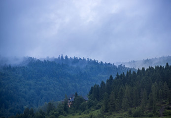 spruce forest landscape