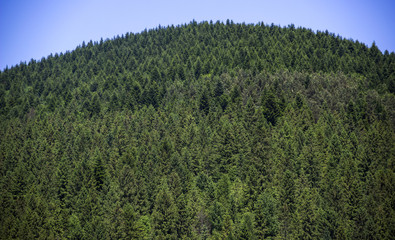 spruce forest landscape