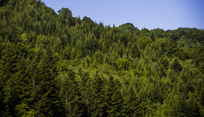 spruce forest landscape