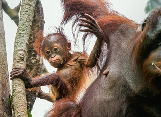 A female of the orangutan with a cub in a natural habitat.  Central Bornean orangutan (Pongo...