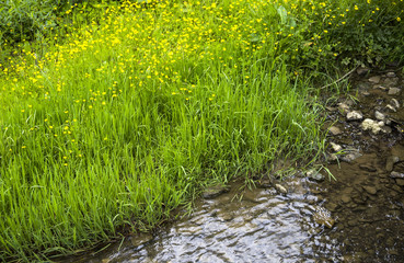 grass at the river bank