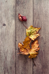 tre foglie di vite: i colori dell'autunno 