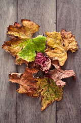 Naklejka na ściany i meble foglie d'autunno in posizione centrale su base di legno