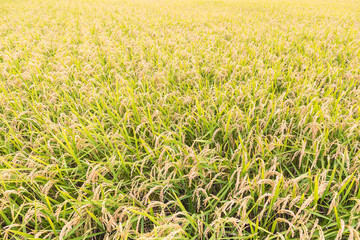 稲作 日本の田園