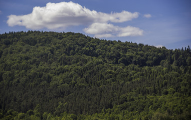 Fototapeta na wymiar spruce forest landscape