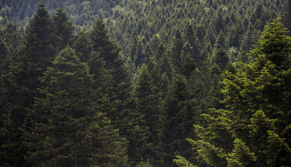 spruce forest landscape