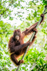 A close up portrait of the Bornean orangutan (Pongo pygmaeus)under rain in the wild nature. Central Bornean orangutan  ( Pongo pygmaeus wurmbii ) in natural habitat.  Tropical  Rainforest of Borneo. © Uryadnikov Sergey
