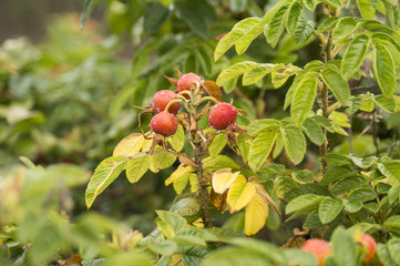 Плоды шиповника осенью