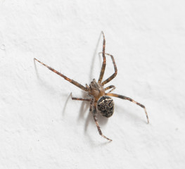 Spider on a white wall