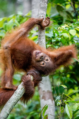 Cub of Central Bornean orangutan  ( Pongo pygmaeus wurmbii ) swinging on the tree  in natural habitat. Wild nature in Tropical  Rainforest of Borneo. Indonesia