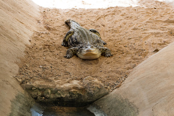 Huge crocodile basking in the sun