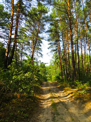 Road in a pine forest