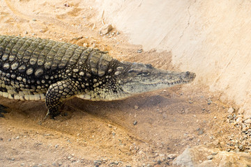 Huge crocodile basking in the sun