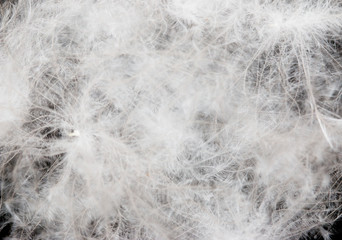 White bird feathers on a black background
