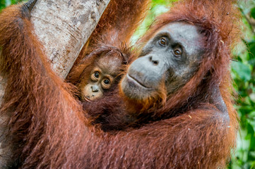 A female of the orangutan with a cub in a natural habitat.  Central Bornean orangutan (Pongo pygmaeus wurmbii) in the wild nature. Wild Tropical Rainforest of Borneo. Indonesia © Uryadnikov Sergey