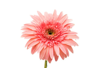 pink gerbera