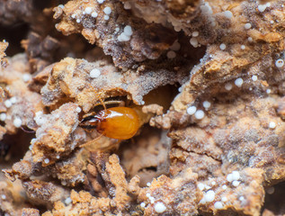 Close up termites or white ants in nest.