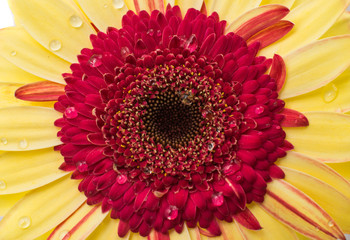 yellow red gerbera