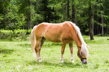 Haflinger horse