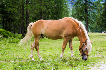 Obraz na płótnie Canvas Haflinger horse