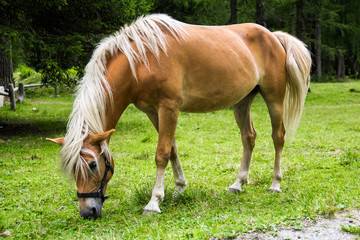 Haflinger horse