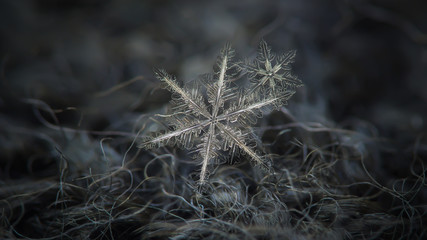 Two snowflakes in flat cluster on dark gray woolen background. This is macro photo of real snow...