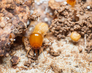 Close up termites or white ants in nest.