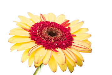yellow red gerbera