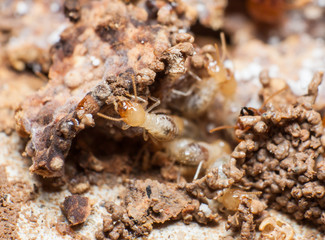 Close up termites or white ants in nest.