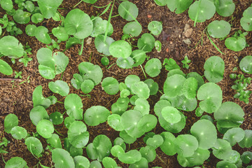 Close-Up of Pilea Peperomioides on the Ground