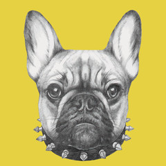 Hand drawn portrait of French Bulldog with collar. Vector isolated elements.