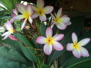Plumeria / Thai people call Leelawadee flower.