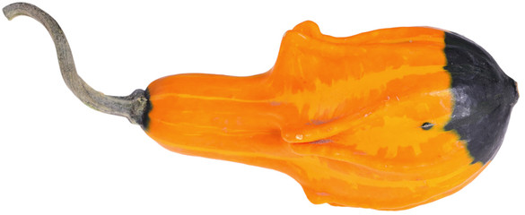 Dynia ozdobna © fotodrobik