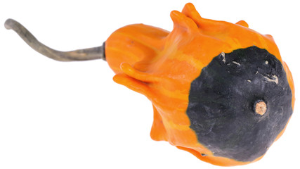 Dynia ozdobna © fotodrobik