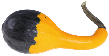 Dynia ozdobna © fotodrobik