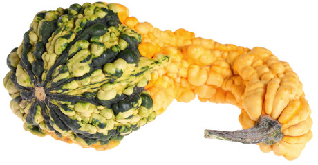 Dynia ozdobna © fotodrobik