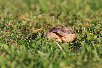 Breitrandschildkröte, Testudo marginata, beim Fressen
