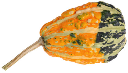 Dynia ozdobna © fotodrobik