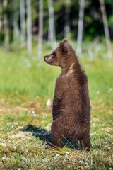 The bear cub standing on hinder legs. Ursus Arctos ( Brown Bear) . Green forest background. natural habitat